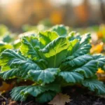 entdecken sie robuste pflanzen, die im oktober vor dem frost gedeihen, ganz ohne spaten und dünger. ideal für den herbstlichen garten.